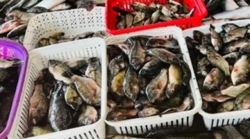 تحديثات سوق مطروح.. سعر سمك الدراك يسجل مستويات جديدة اليوم السبت